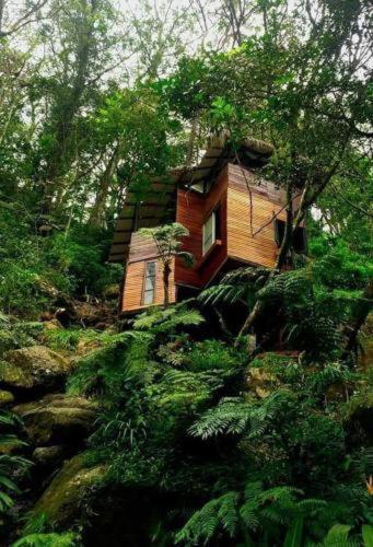 康提Jungle Tree House Rangala住宿加早餐旅馆 外观 照片