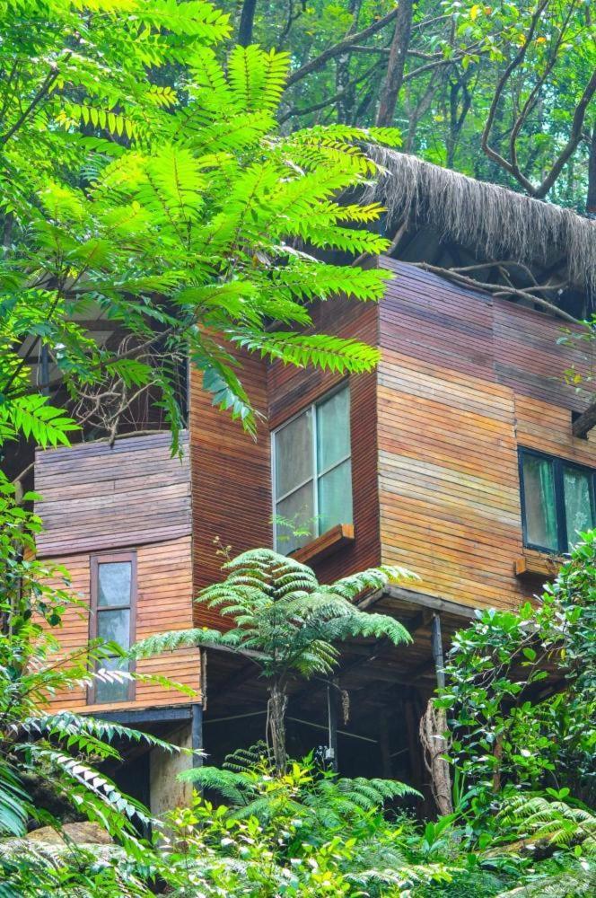 康提Jungle Tree House Rangala住宿加早餐旅馆 外观 照片